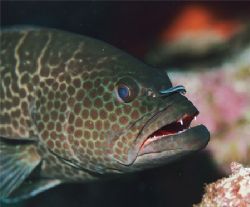 Tiger Grouper with Goby. Bonaire. by Jacques Miller 